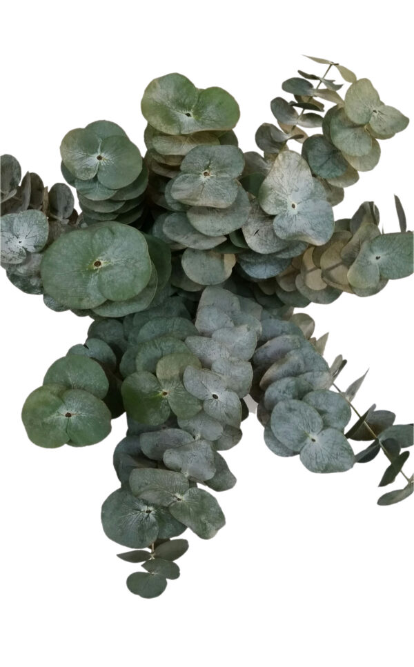 Eucalyptus Baby Blue - Image 2