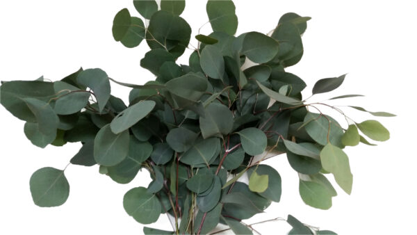 Silver Dollar Eucalyptus - Image 2