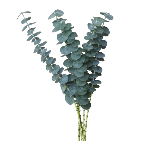 Eucalyptus Baby Blue